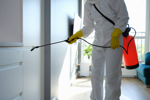 Best Commercial Mold Remediation in Rolla, ND